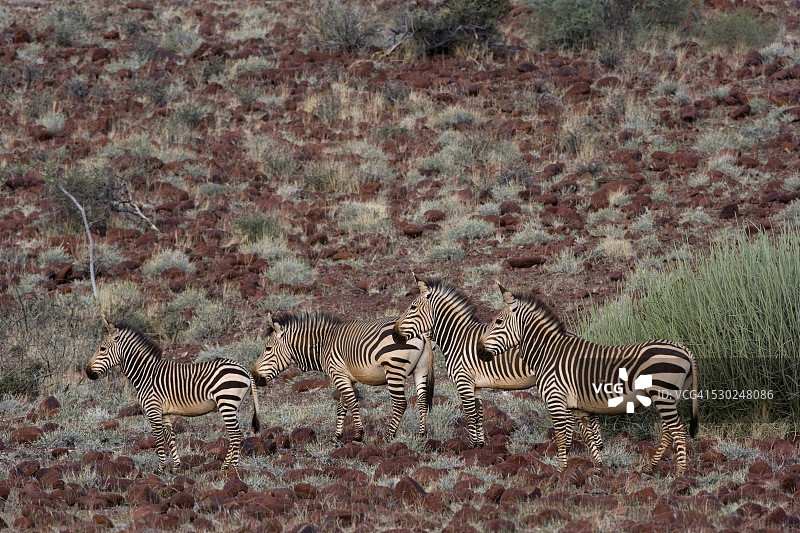 非洲纳米比亚达马拉兰的哈特曼山斑马图片素材