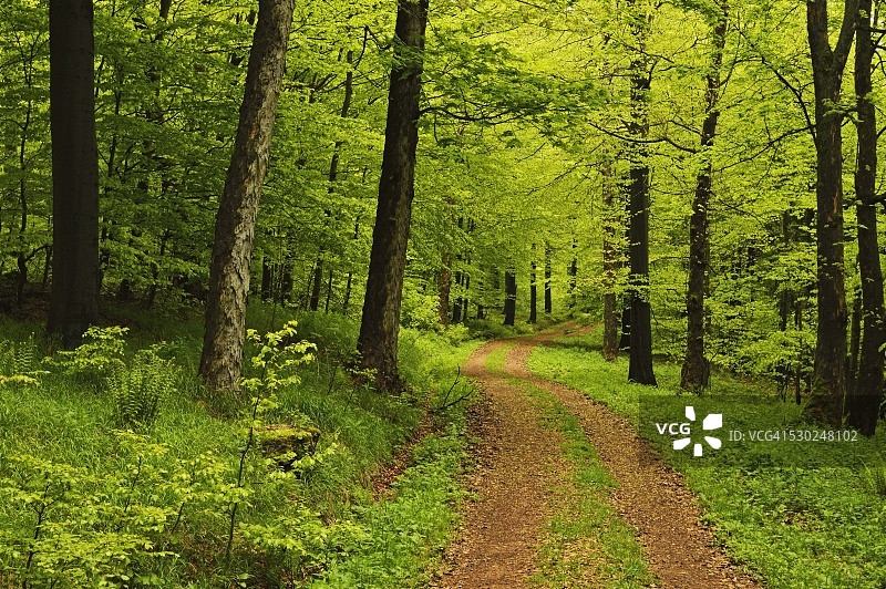 德国萨克森州埃尔茨山脉的山毛榉森林图片素材