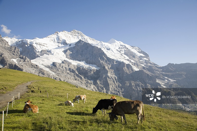 少女峰，克莱纳谢德格，伯尔尼高地，伯尔尼州，瑞士，欧洲图片素材