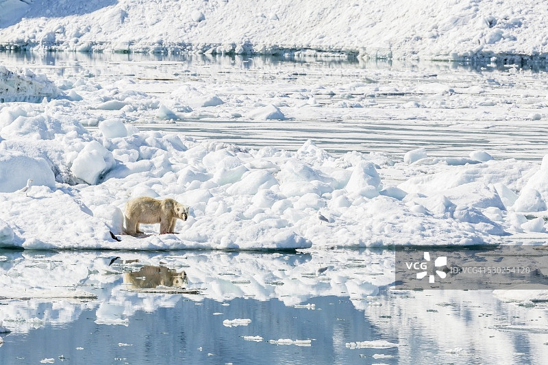 斯瓦尔巴群岛的北极熊图片素材