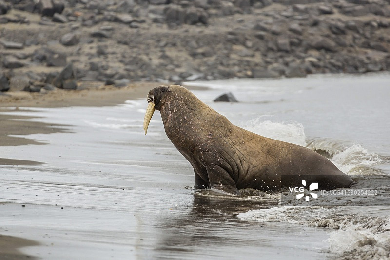 在挪威斯瓦尔巴群岛艾吉岛的卡普李，雄性大西洋海象（学名：Odobenus rosmarus rosmarus）上岸换毛图片素材