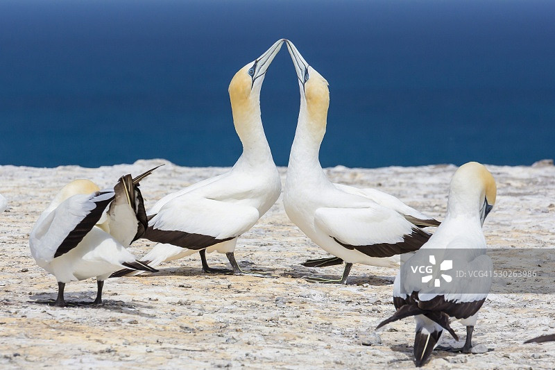 塘鹅在北岛拐子角展示求偶行为，新西兰，太平洋图片素材