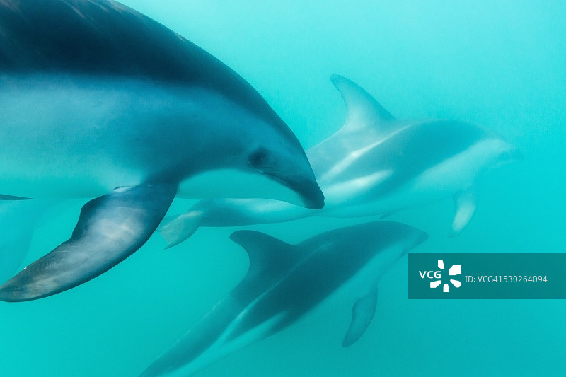 在新西兰凯库拉附近水下拍摄到的暗色海豚图片素材