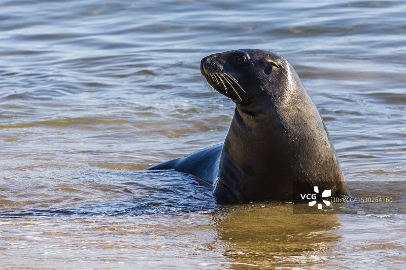 新西兰海狮，位于新西兰南岛斯图尔特岛附近的乌尔瓦岛，太平洋图片素材