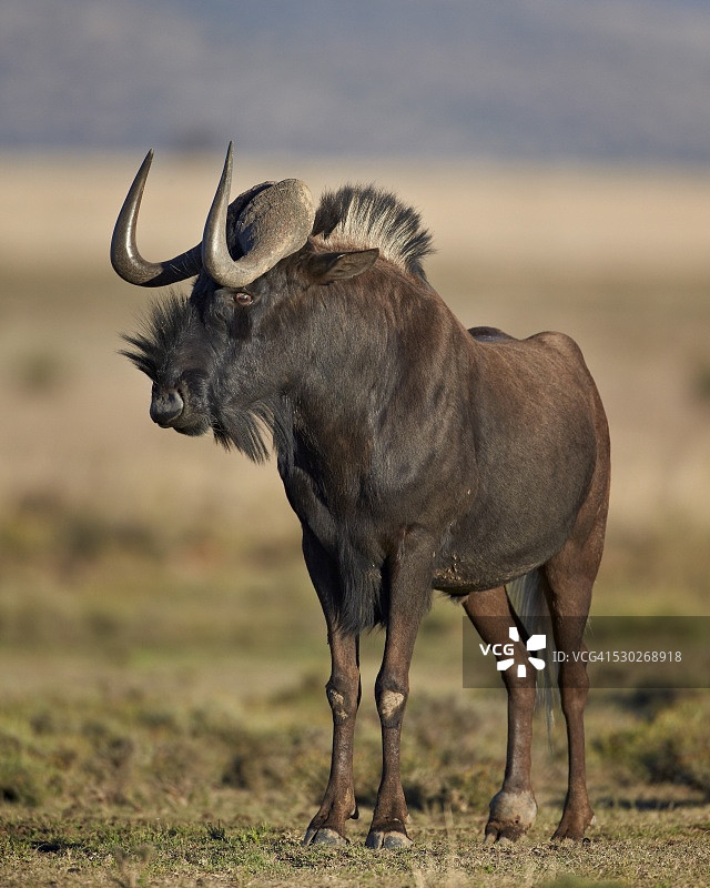 黑色角马（白尾牛羚），南非山斑马国家公园图片素材
