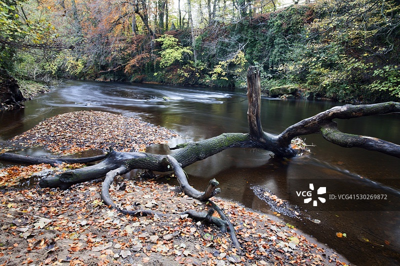 北约克郡克纳雷斯伯勒尼德河畔的倒树，英国图片素材