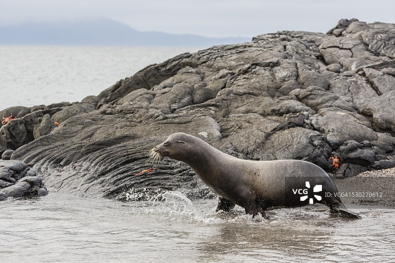 加拉帕戈斯海狮成年雄性个体图片素材