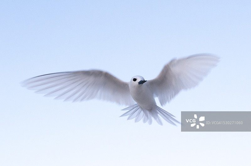 普通白燕鸥，塞舌尔迪尼斯岛图片素材