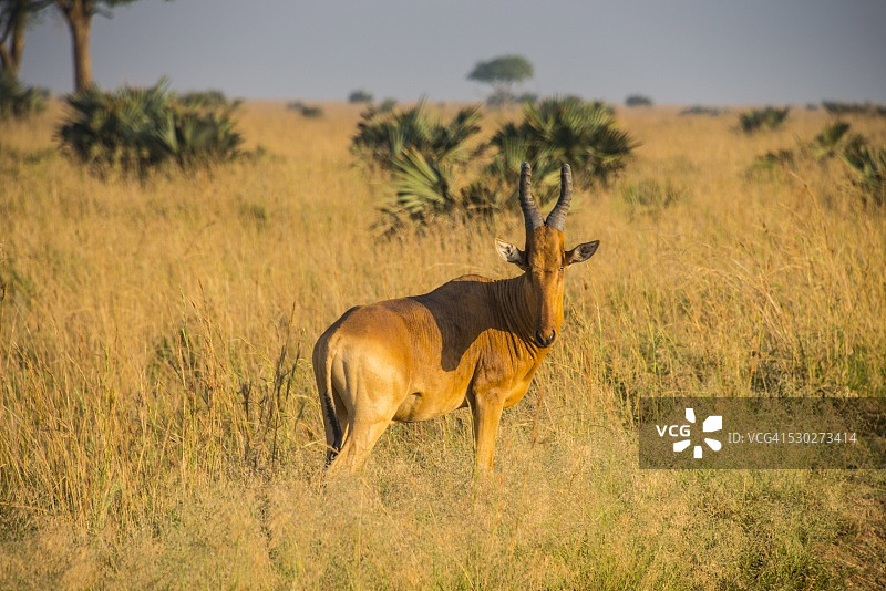 乌干达Kob（Kobus kob thomasi），乌干达默奇森瀑布国家公园，东非，非洲图片素材