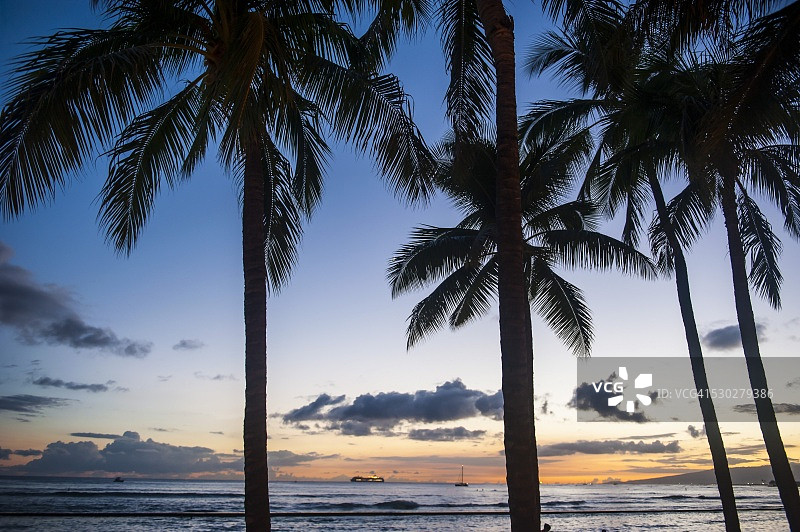 美国夏威夷瓦胡岛威基基海滩的棕榈树图片素材