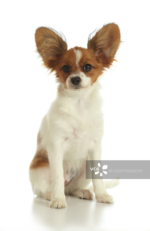 白色背景上的蝴蝶犬幼犬图片素材