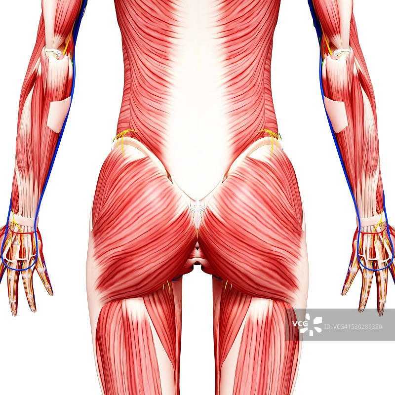 女性肌肉组织（电脑艺术作品）图片素材