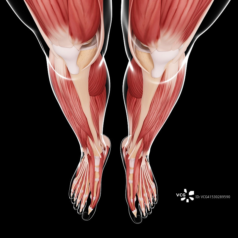 人类腿部肌肉组织，电脑艺术品。图片素材