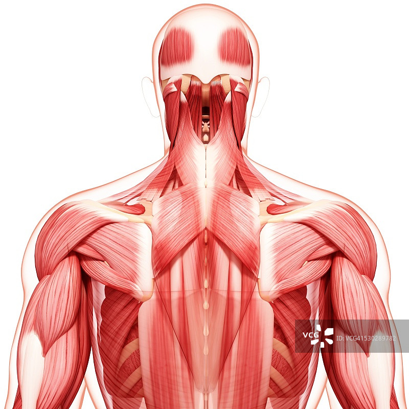 人类肌肉组织，电脑艺术品。图片素材