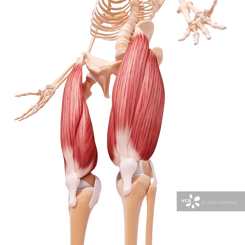 人类腿部肌肉组织，电脑艺术品。图片素材