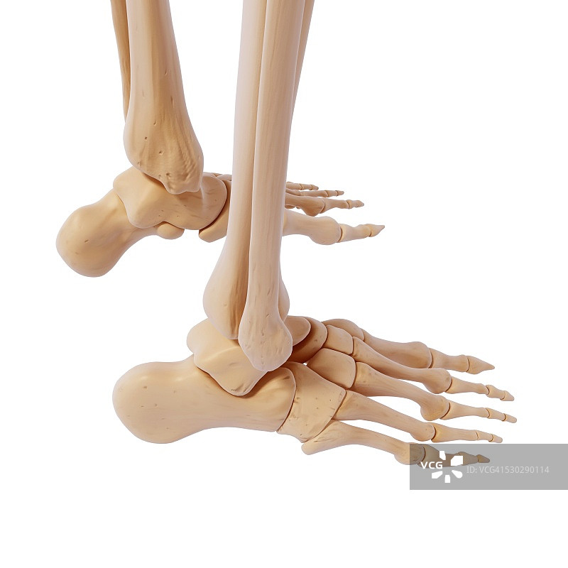 人类足部骨骼电脑图图片素材