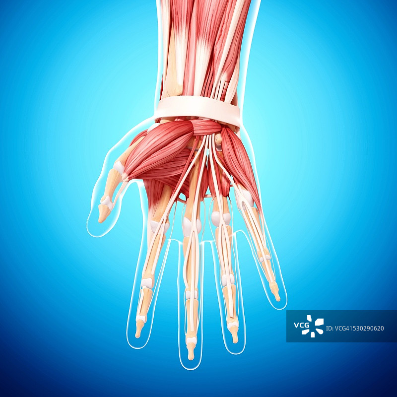 人手肌肉组织电脑艺术图图片素材