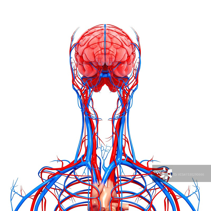 人类心血管系统，电脑艺术作品图片素材
