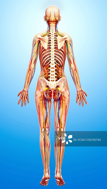 女性解剖学，电脑艺术作品。图片素材