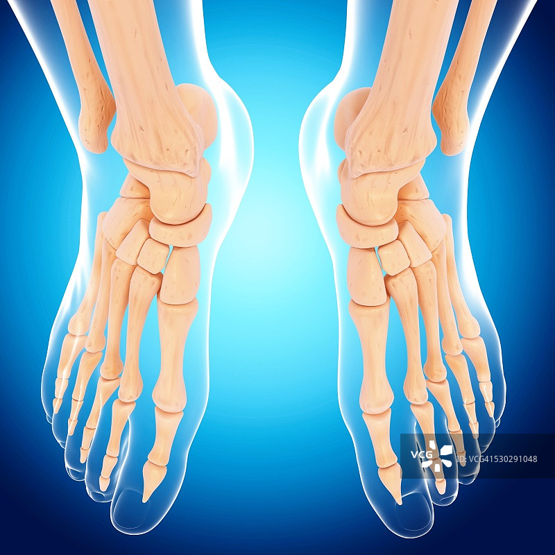 人类足部骨骼电脑图图片素材