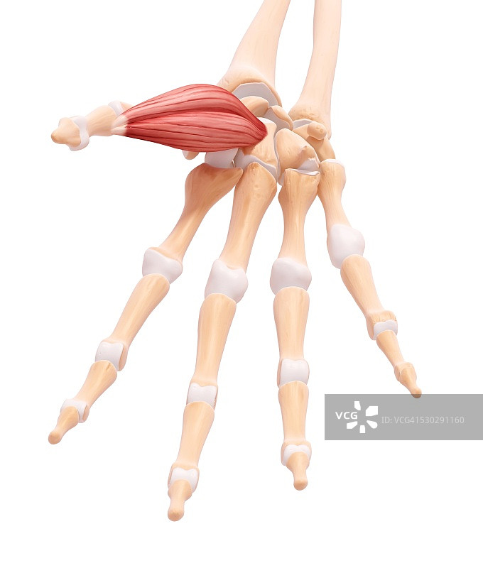 人手肌肉组织电脑艺术图图片素材