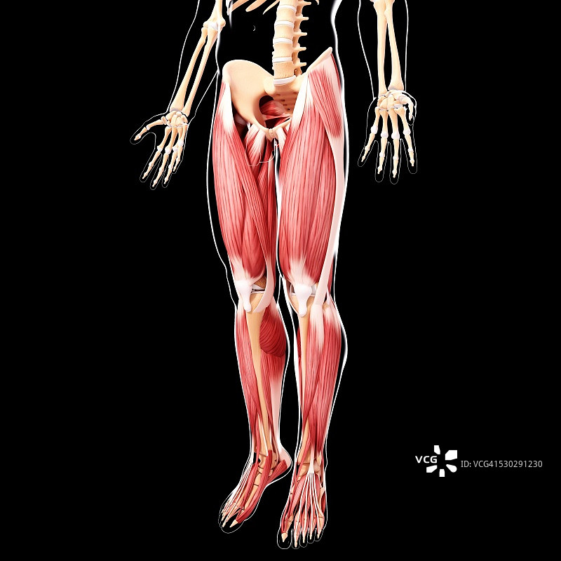 人类腿部肌肉组织，电脑艺术品。图片素材