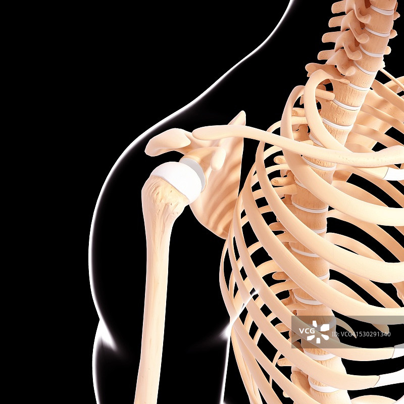 人的肩胛骨计算机图图片素材