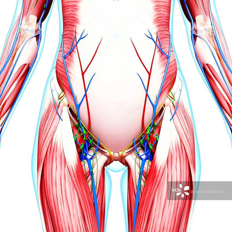 人体解剖计算机艺术作品图片素材