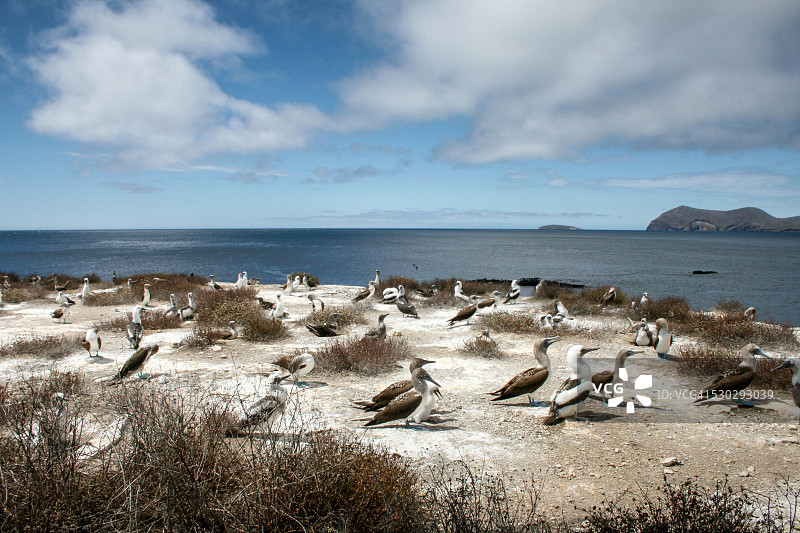 蓝脚鲣鸟群图片素材