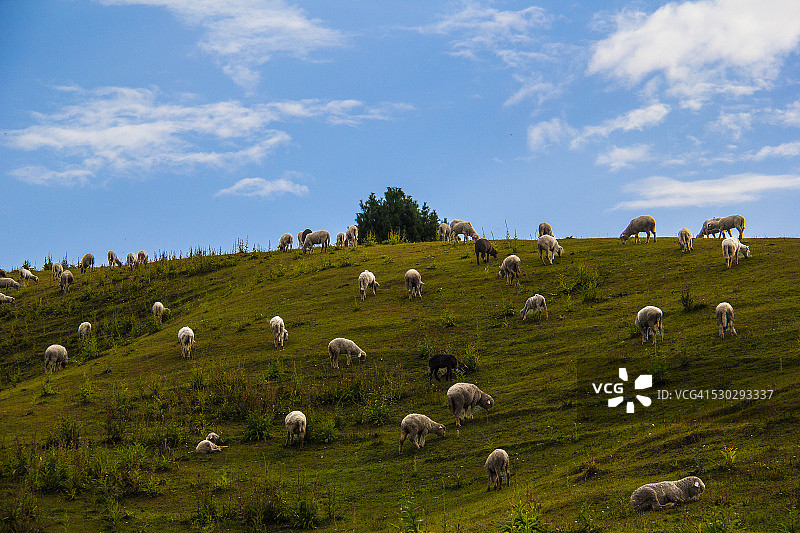 山谷中的绵羊图片素材