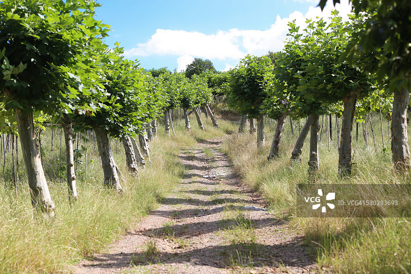 葡萄园山谷图片素材
