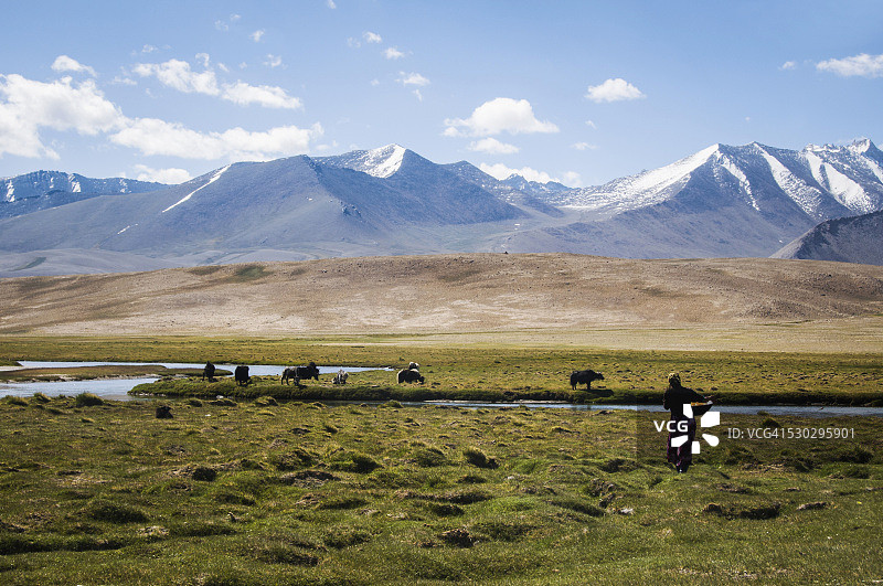 在帕米尔高原挤奶的吉尔吉斯族妇女图片素材