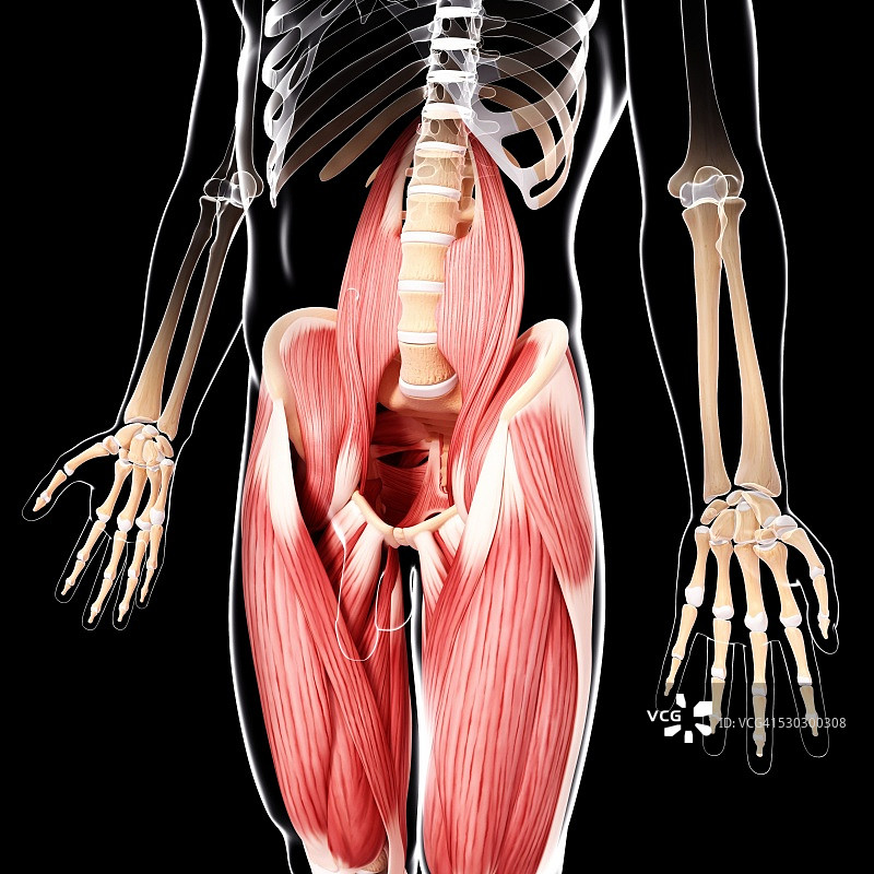 人类肌肉组织，电脑艺术品。图片素材