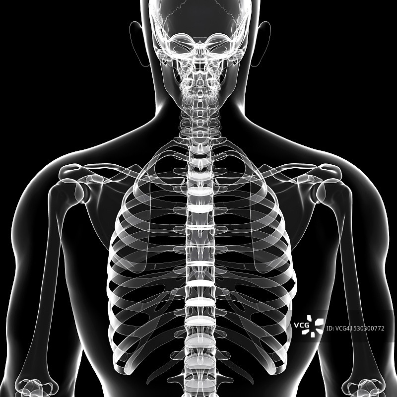 人体骨骼，电脑艺术品。图片素材