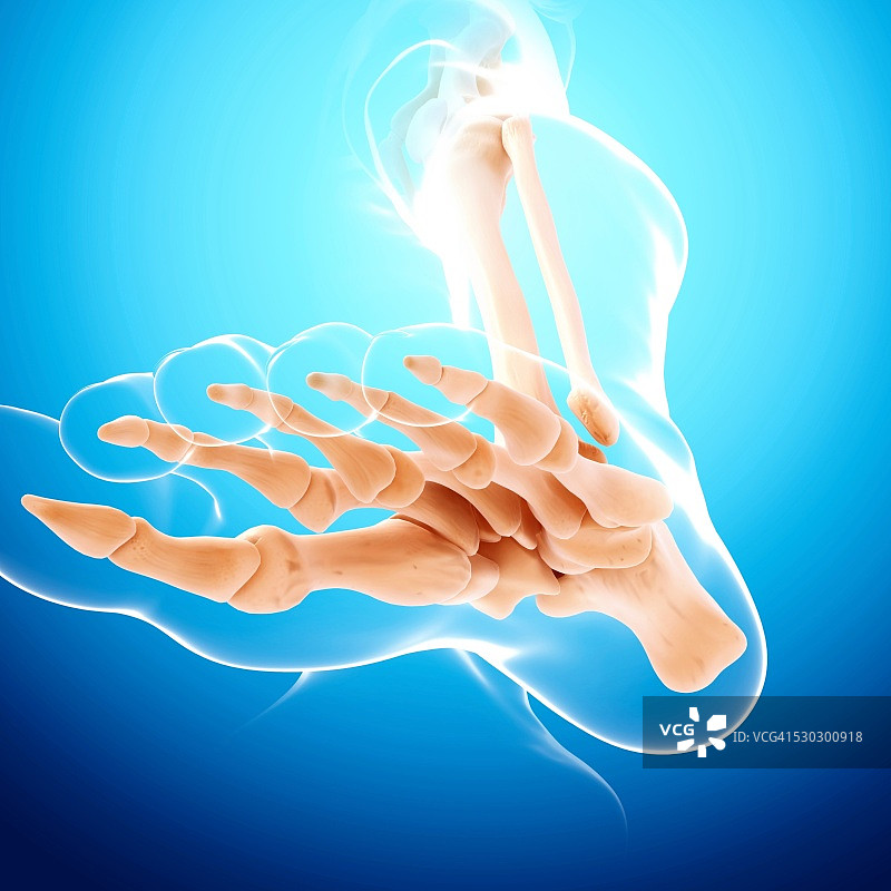 人类足部骨骼电脑图图片素材