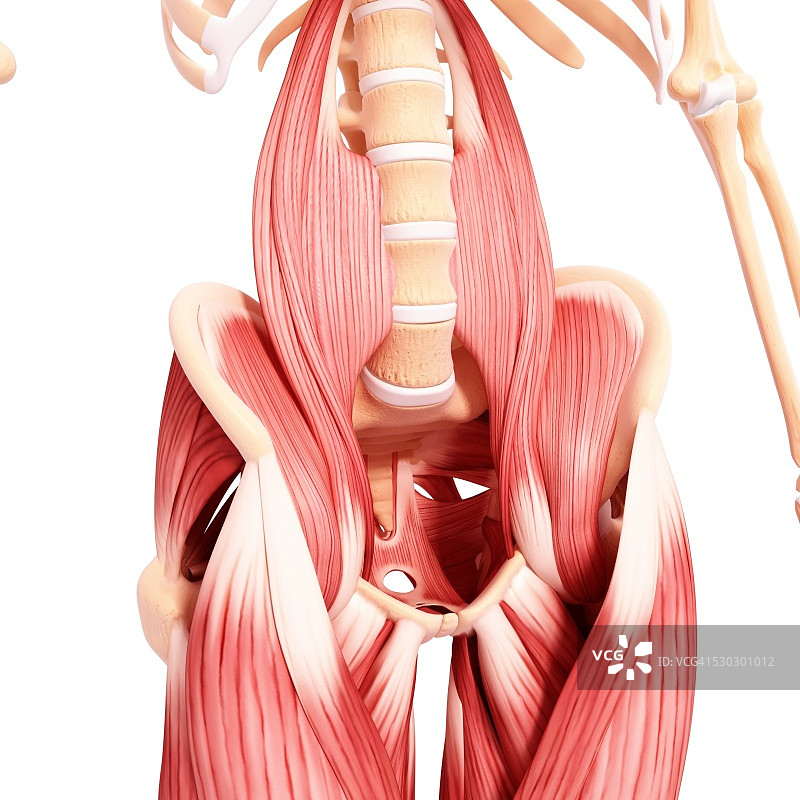 人类肌肉组织，电脑艺术品。图片素材