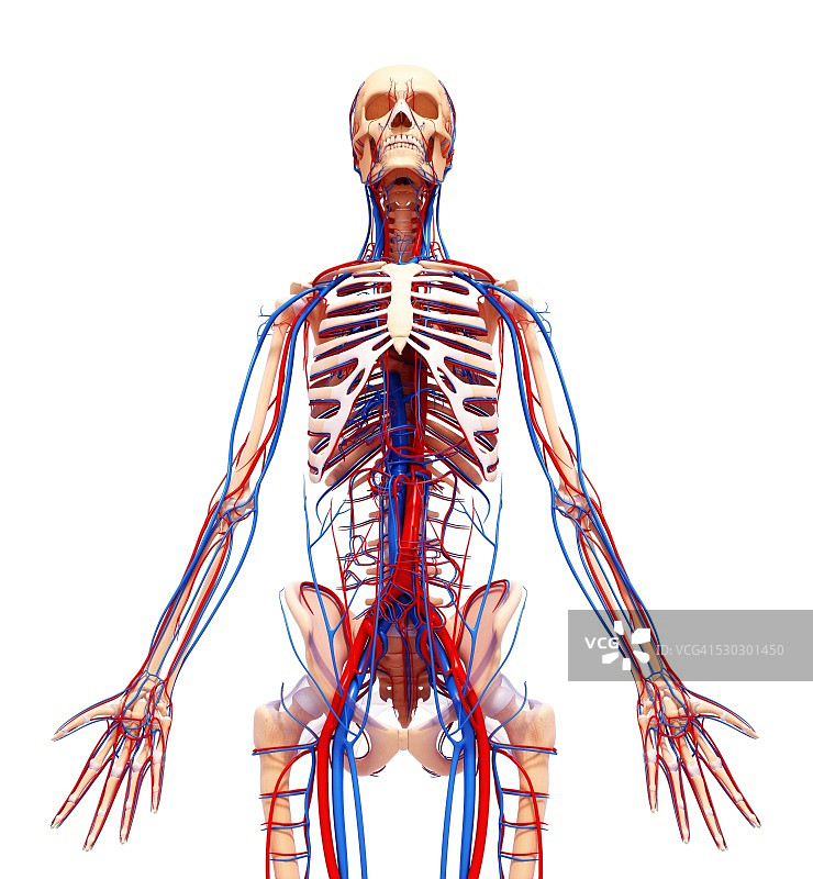 人类心血管系统，电脑艺术作品图片素材
