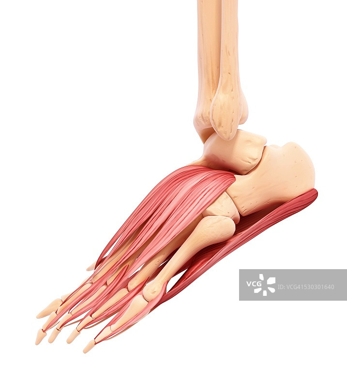 人类足部肌肉组织，电脑艺术作品图片素材