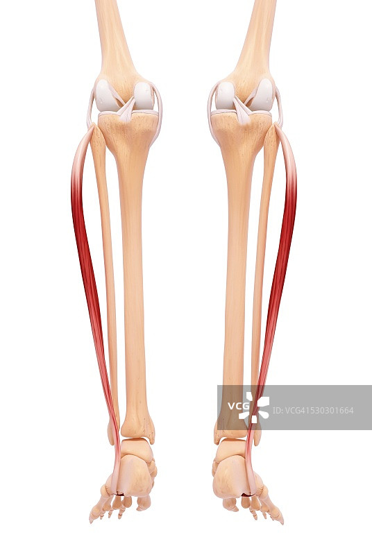 人类腿部肌肉组织，电脑艺术品。图片素材