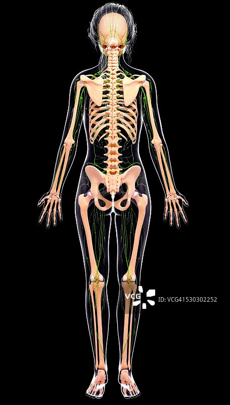 女性骨骼，电脑艺术品。图片素材
