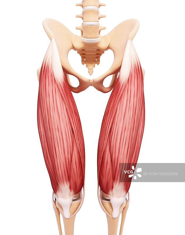 人类腿部肌肉组织，电脑艺术品。图片素材