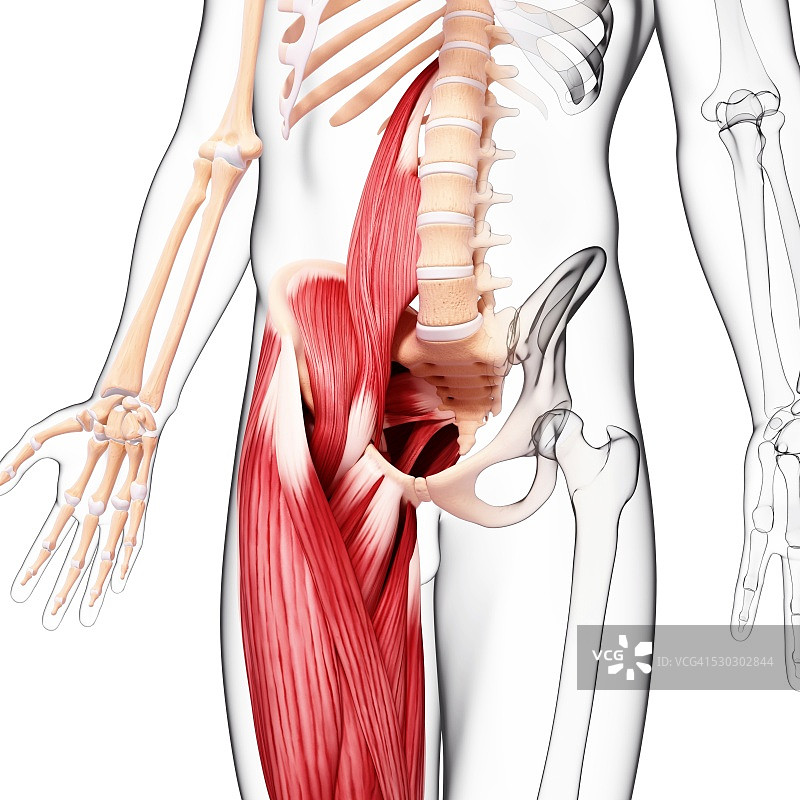 人类肌肉组织，电脑艺术品。图片素材