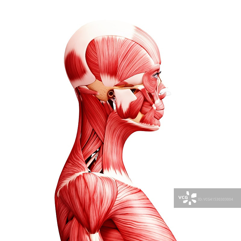人类肌肉组织，电脑艺术品。图片素材