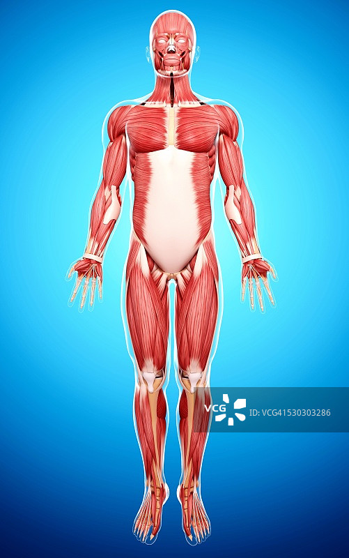 人类肌肉组织，电脑艺术品。图片素材