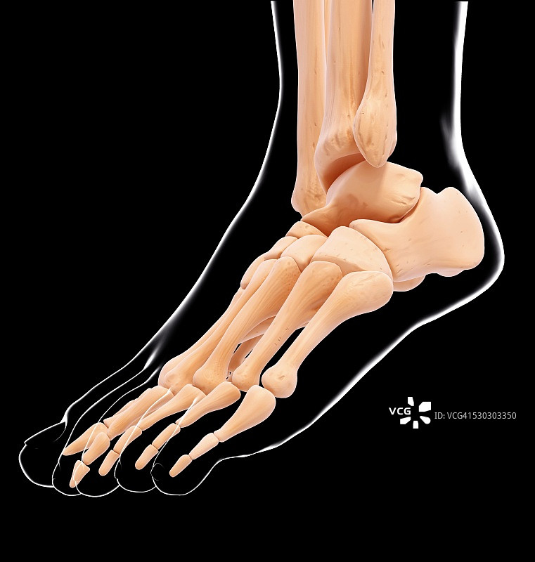 人类足部骨骼电脑图图片素材