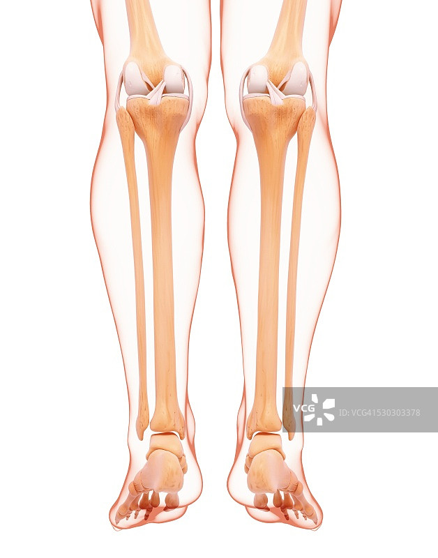 人体腿部骨骼电脑艺术作品图片素材