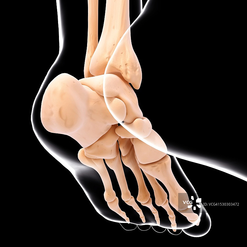 人类足部骨骼电脑图图片素材