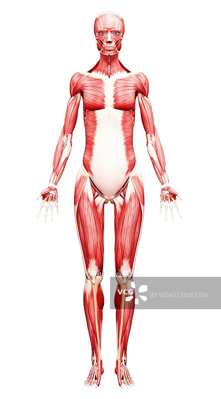 女性肌肉组织（电脑艺术作品）图片素材