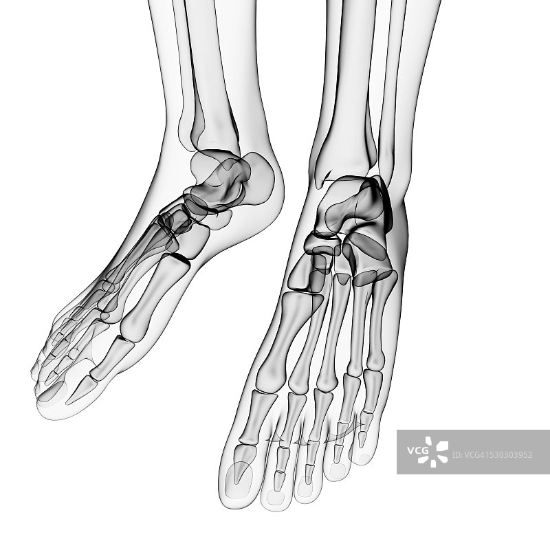 人类足部骨骼电脑图图片素材
