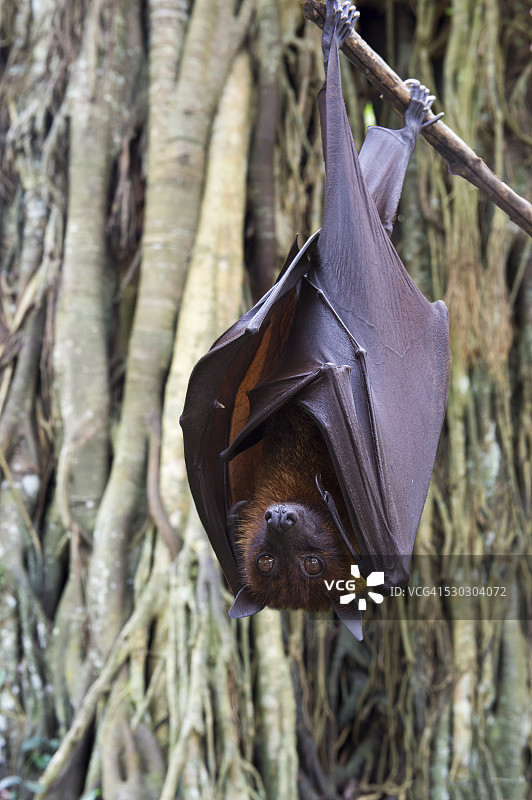树上悬挂的大狐蝠，印度尼西亚巴厘岛图片素材